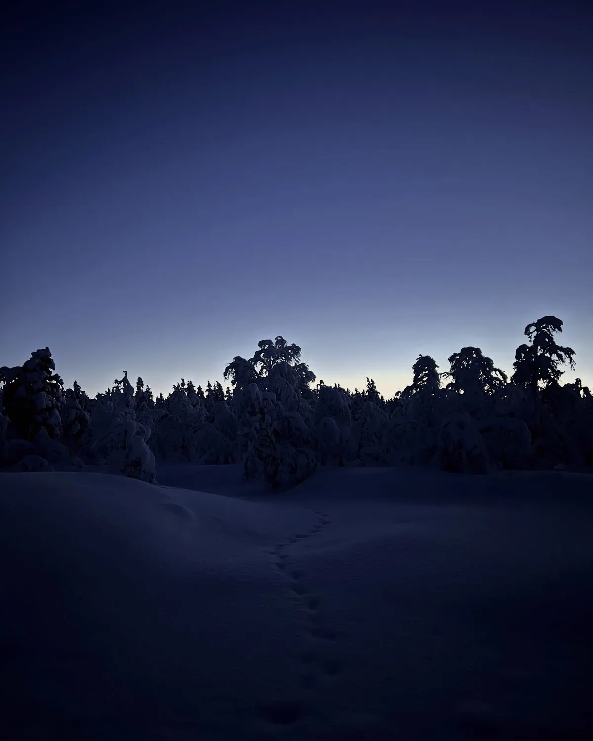 Lumiset puut ja jalanjäljet hangessa sinisellä hetkellä